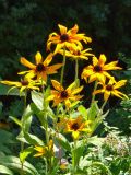 Rudbeckia hirta