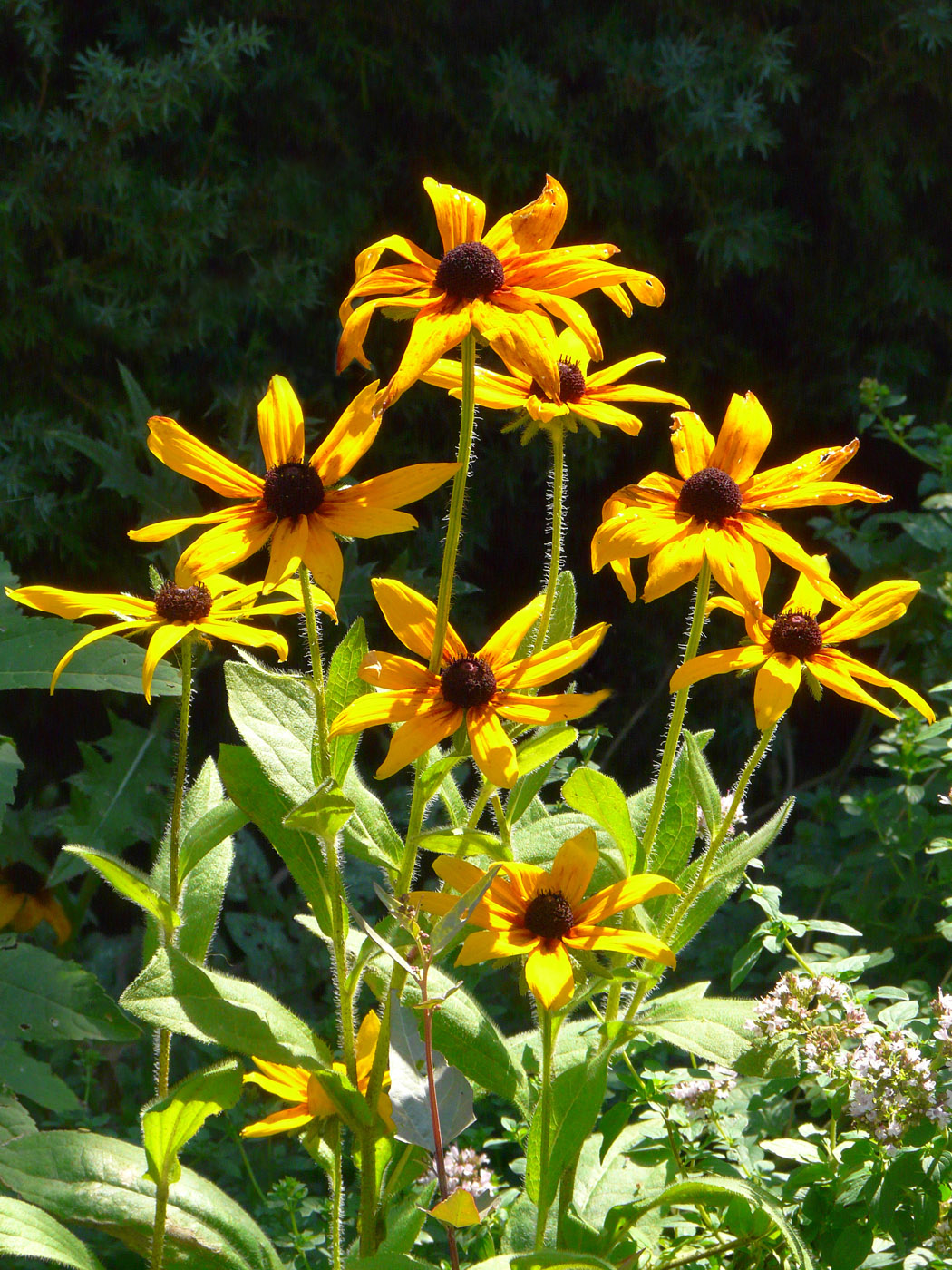 Image of Rudbeckia hirta specimen.