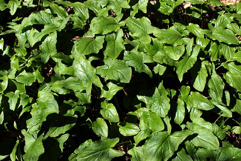 Image of Arum maculatum specimen.