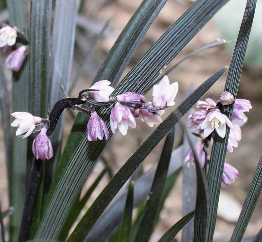 Image of Ophiopogon planiscapus specimen.