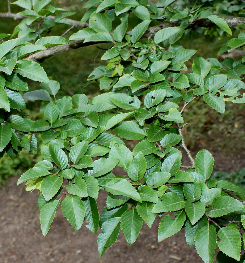 Image of Carpinus turczaninowii specimen.