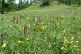 Veratrum nigrum. Цветущие растения на остепненном лугу. Республика Хакасия, Ширинский р-н, окр. с. Ефремкино. 13.07.2008.