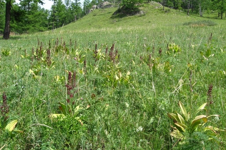 Image of Veratrum nigrum specimen.