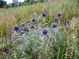 Echinops ruthenicus