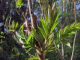 Rhus typhina