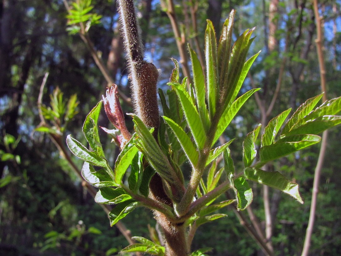 Изображение особи Rhus typhina.