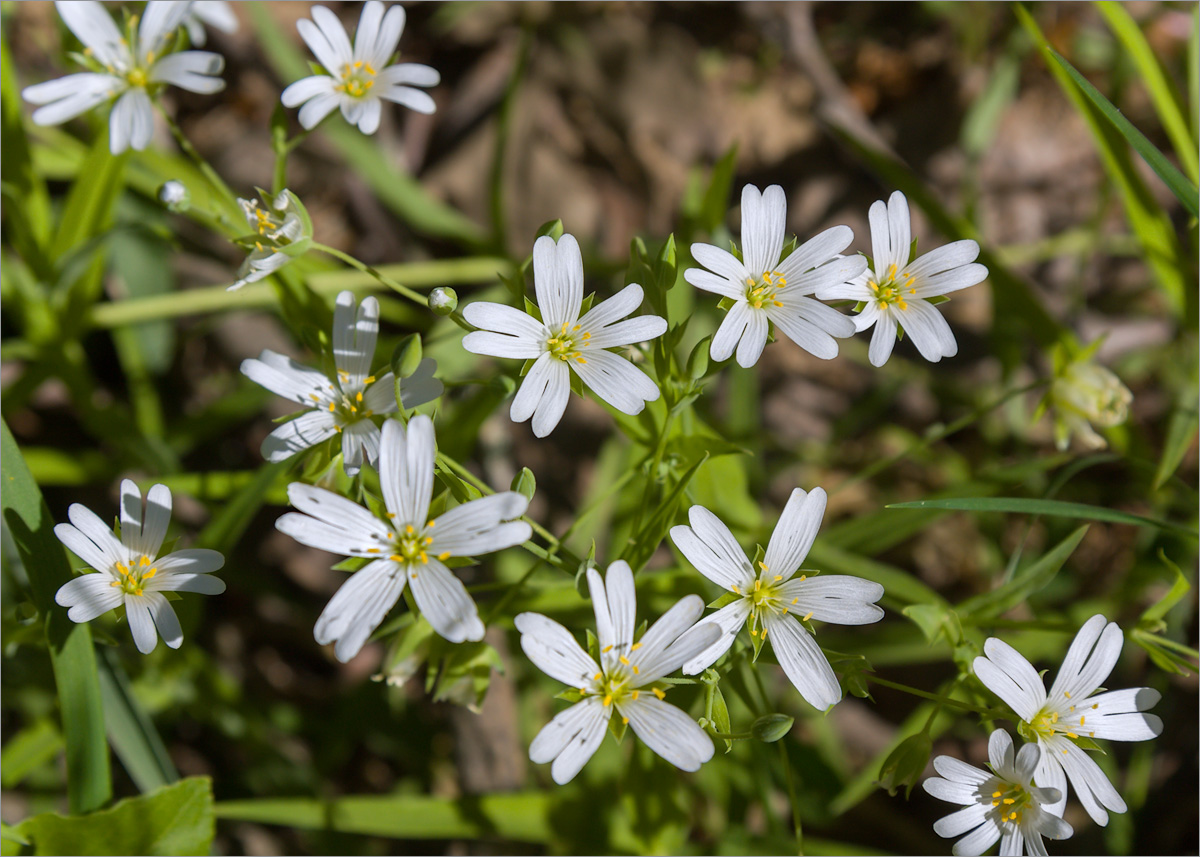 Image of Stellaria holostea specimen.