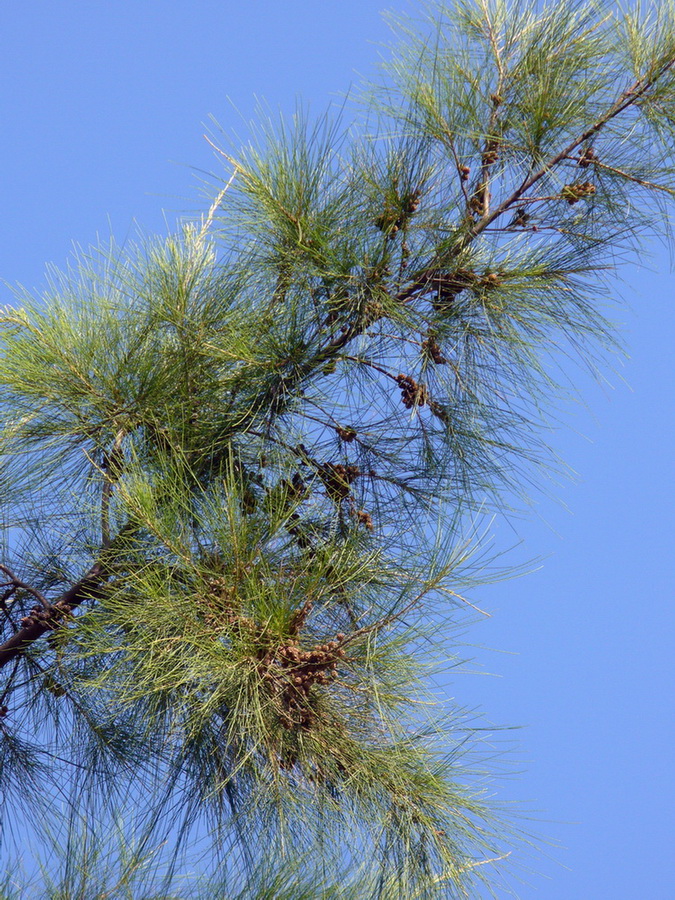 Image of Casuarina equisetifolia specimen.