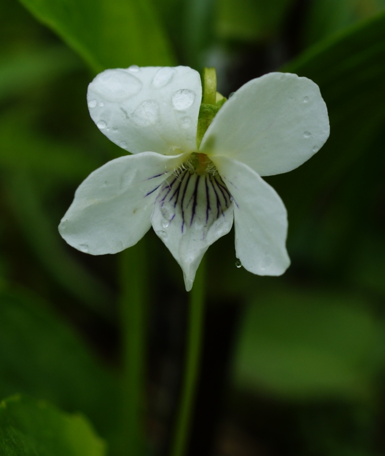 Image of Viola patrinii specimen.