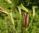 Aquilegia parviflora. Плоды. Хабаровский край, Ванинский р-н, окр. пос. Высокогорный. 17.07.2013.