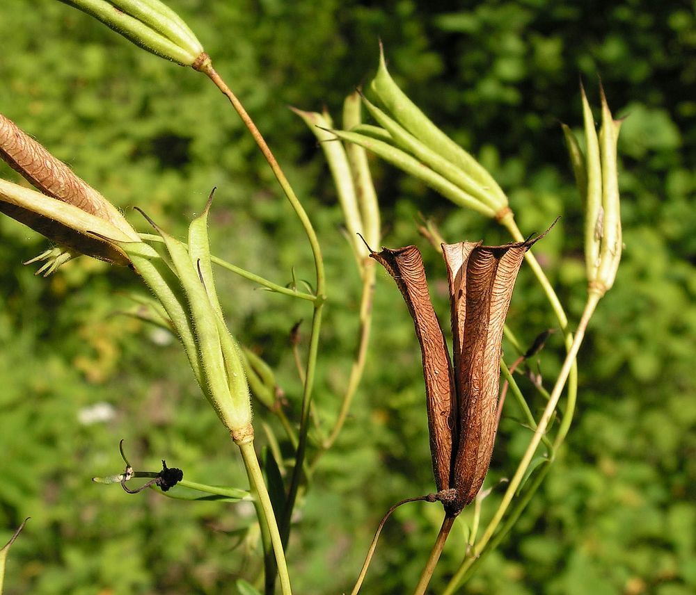 Image of Aquilegia parviflora specimen.