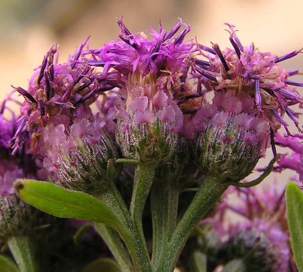 Image of Saussurea pulchella specimen.