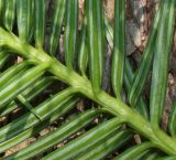 Cunninghamia lanceolata. Средняя часть побега с основаниями хвоинок. Германия, г. Дюссельдорф, Ботанический сад университета. 10.03.2014.