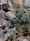 Alyssum turkestanicum variety desertorum. Цветущее растение. Украина, г. Запорожье, балка Партизанская, железнодорожная насыпь. 18.04.2014.