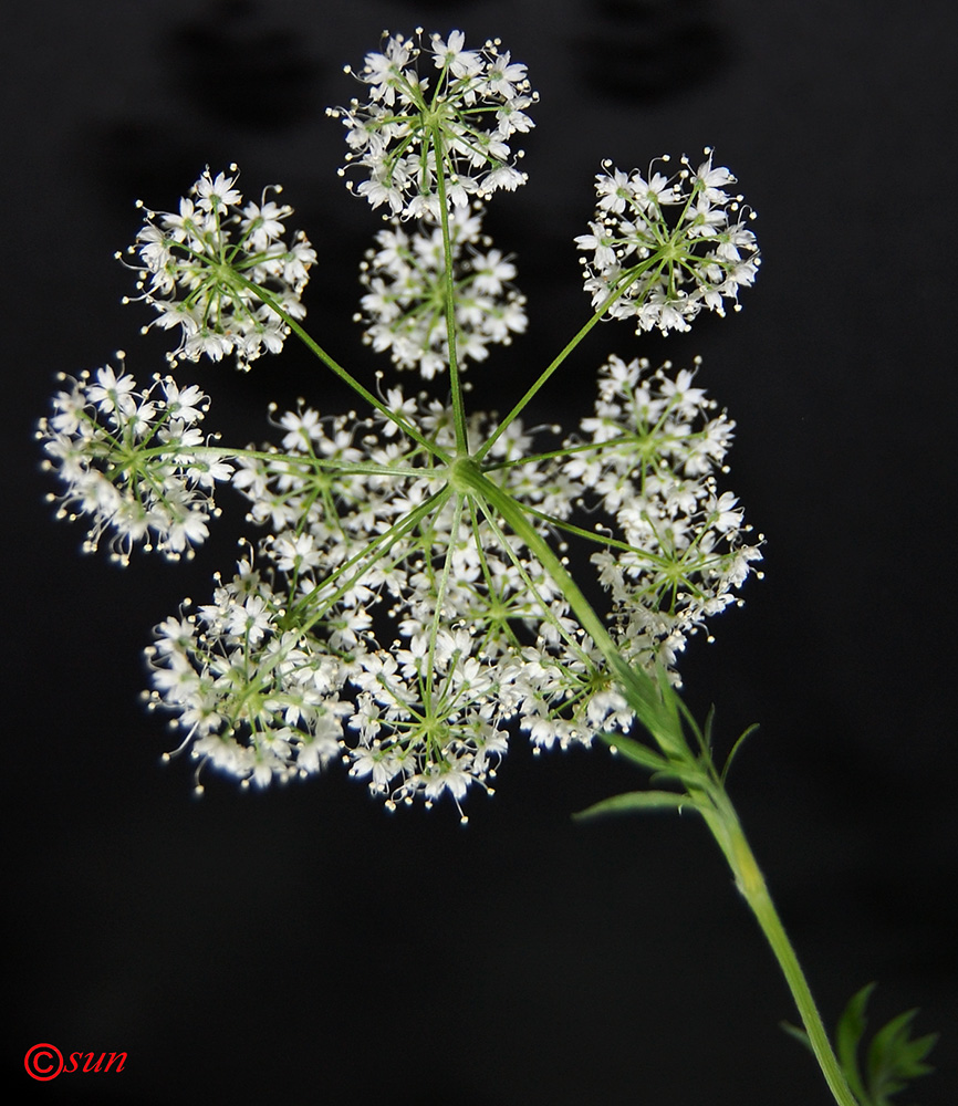 Изображение особи Pimpinella anisum.