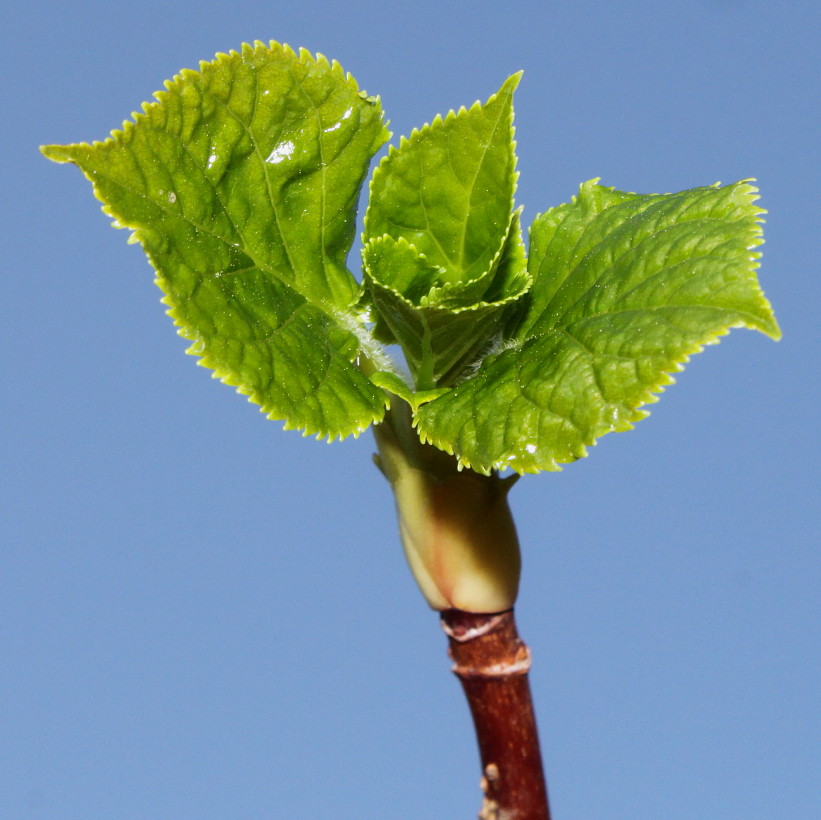 Изображение особи Hydrangea petiolaris.