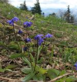 Scilla siberica