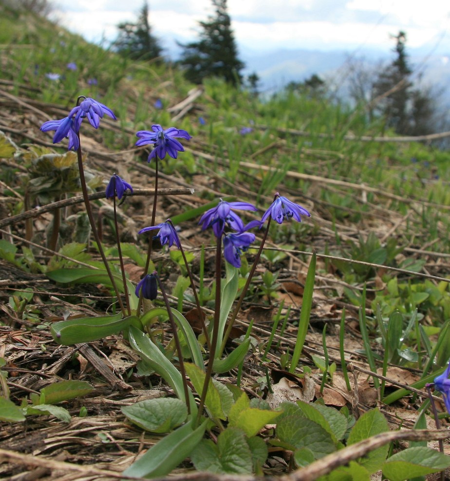 Изображение особи Scilla siberica.