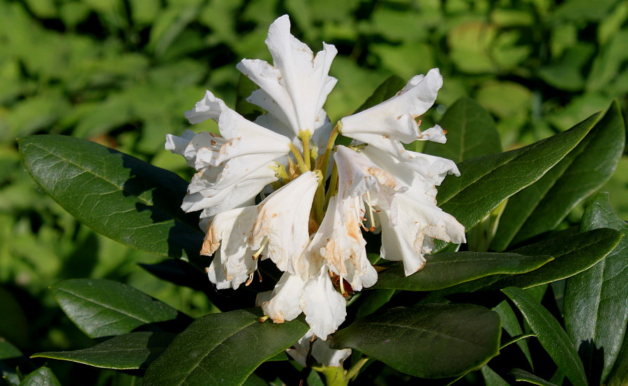 Image of Rhododendron catawbiense specimen.