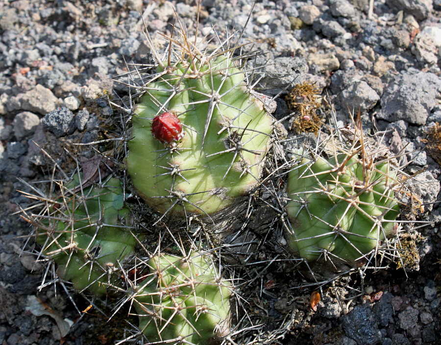 Изображение особи Echinocereus triglochidiatus.