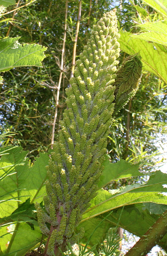 Изображение особи Gunnera tinctoria.