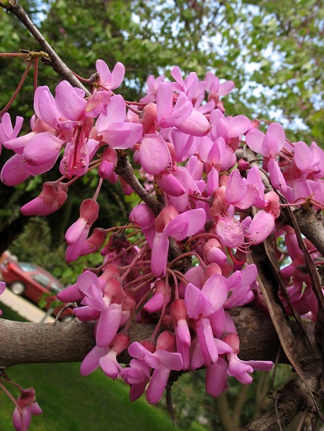 Image of Cercis siliquastrum specimen.