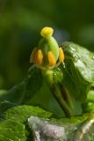 Sinopodophyllum hexandrum. Завязь. Ленинградская область, дер. Дубки, в культуре. 25.05.2014.