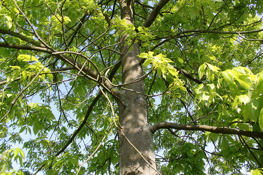 Image of Carya ovata specimen.