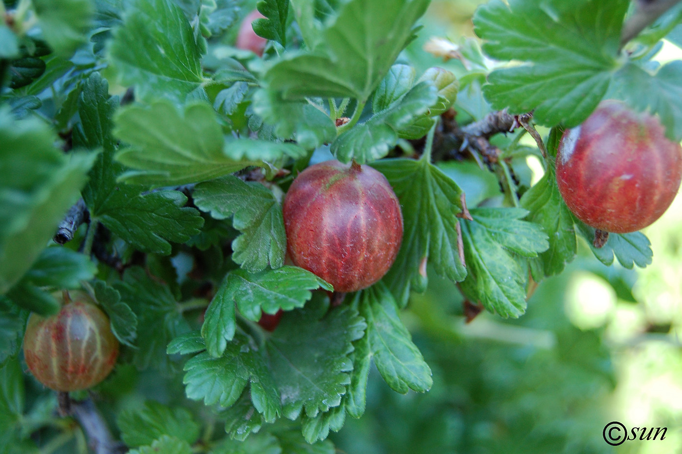 Изображение особи Grossularia uva-crispa.