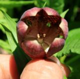 Fritillaria latifolia. Цветок. Карачаево-Черкесия, Архыз, долина р. Аманауз, субальпика, 2400 м н.у.м. 15.06.2014.