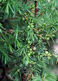 Juniperus communis
