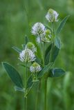 Trifolium montanum