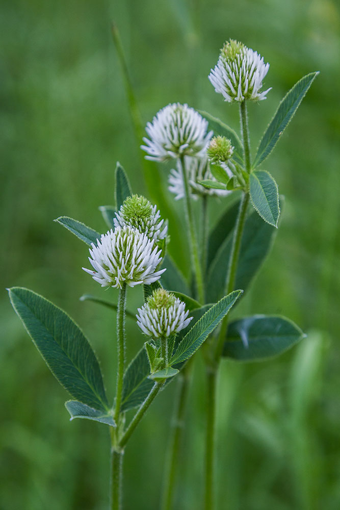 Image of Trifolium montanum specimen.