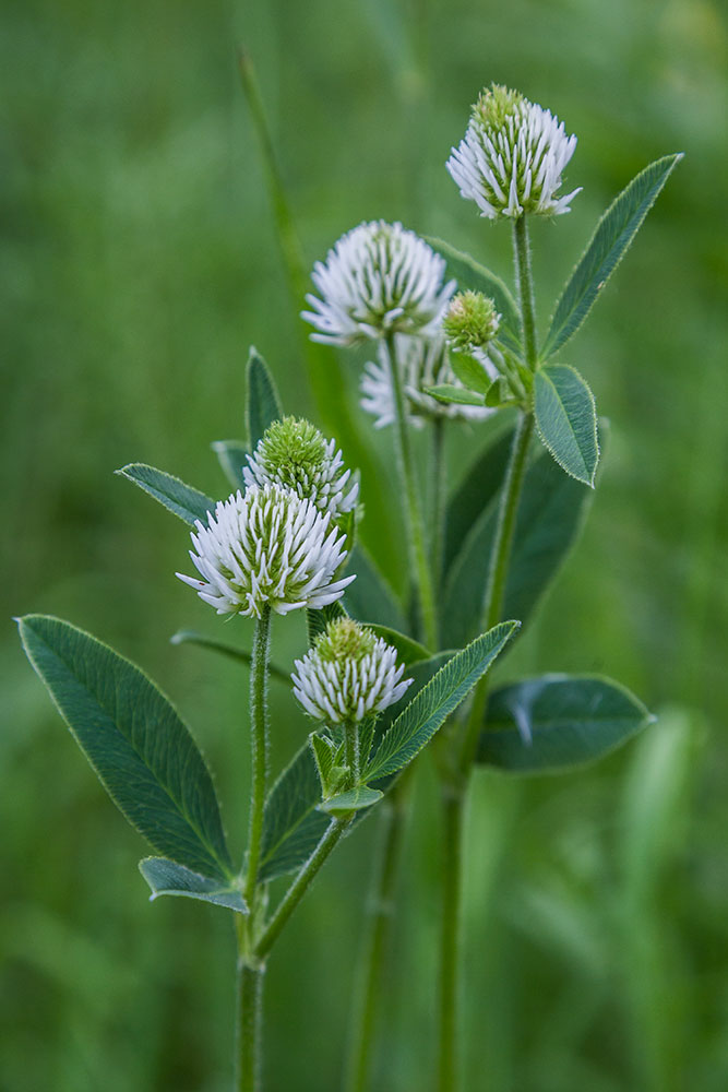 Изображение особи Trifolium montanum.