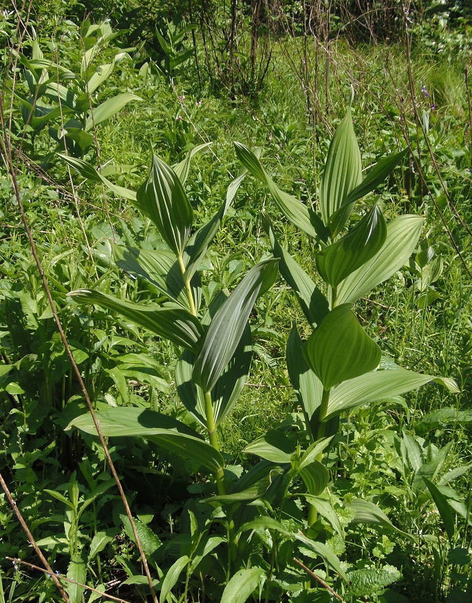 Image of Veratrum lobelianum specimen.