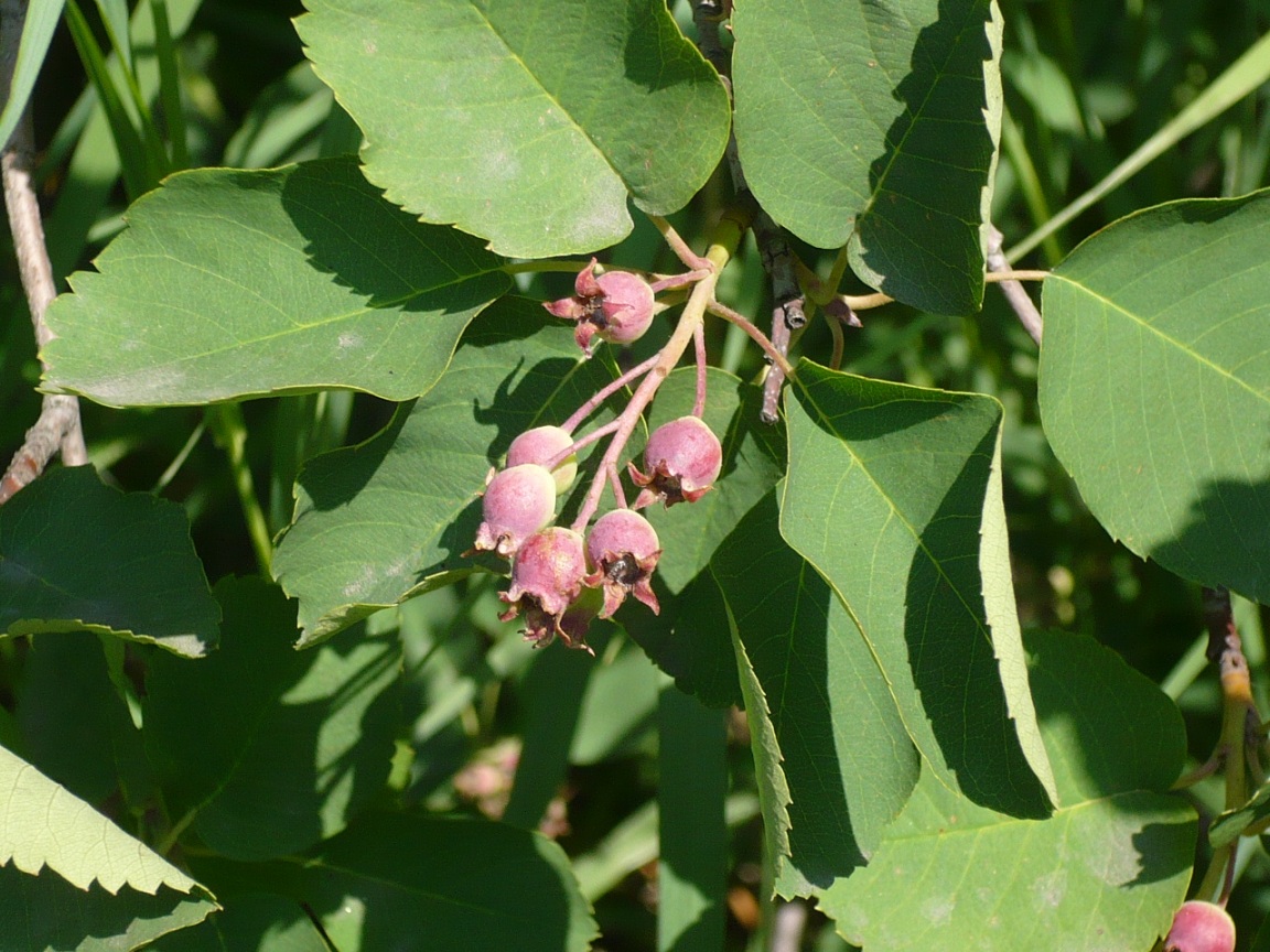 Image of Amelanchier ovalis specimen.