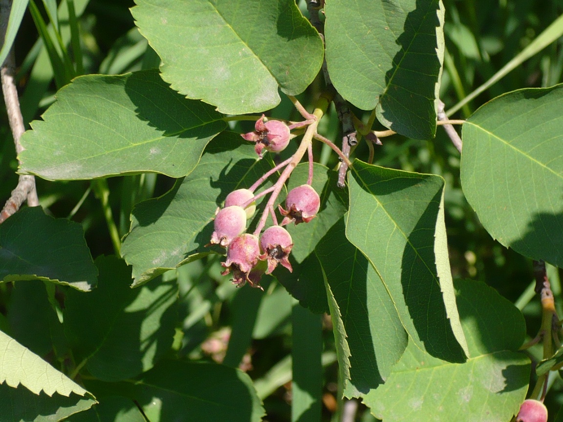 Изображение особи Amelanchier ovalis.