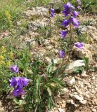 genus Campanula. Цветущее растение. Адыгея, Лагонаки, плато Абадзеш-Мурзикал, субальпика, обочина дороги, выс. 1800 м н.у.м. 12.07.2014.