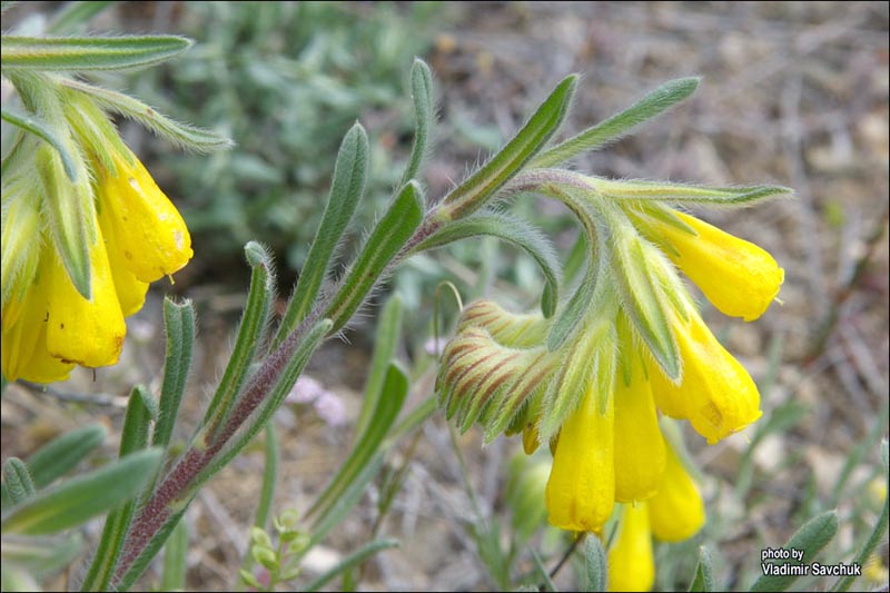 Изображение особи Onosma taurica.