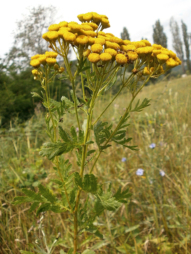 Image of Tanacetum vulgare specimen.