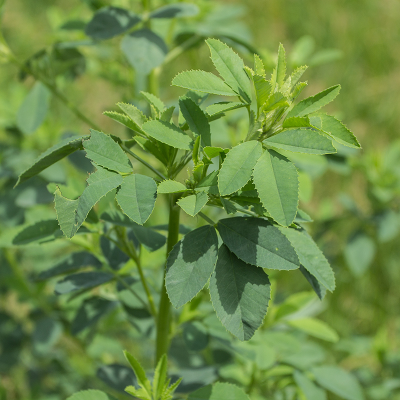 Изображение особи Melilotus officinalis.