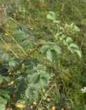 Rosa oplisthes