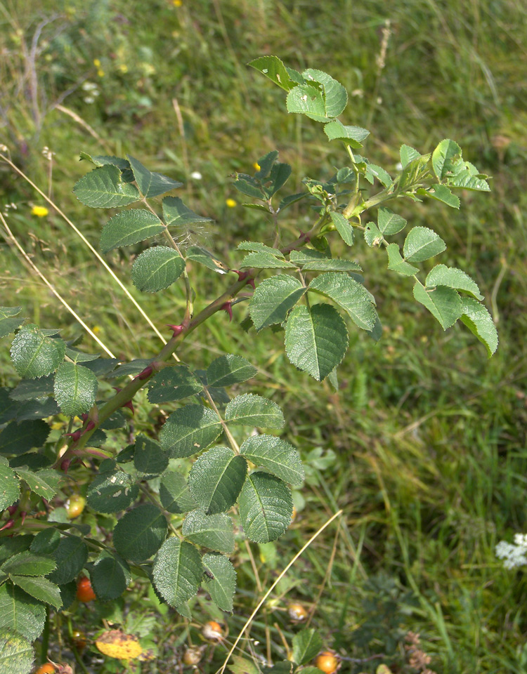 Изображение особи Rosa oplisthes.