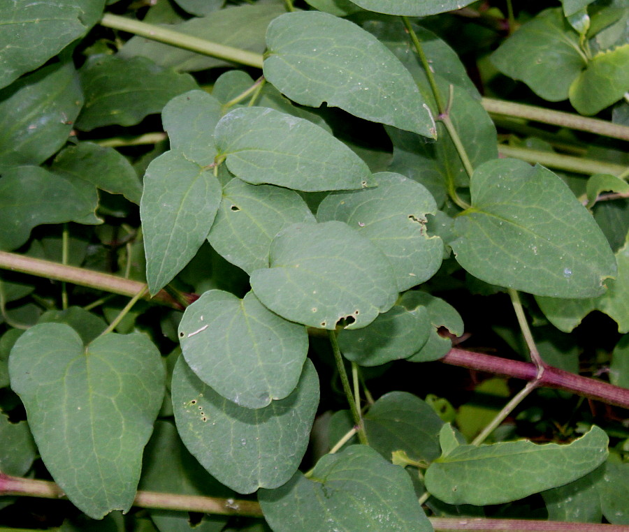 Изображение особи Clematis recta.