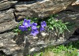 Campanula saxifraga