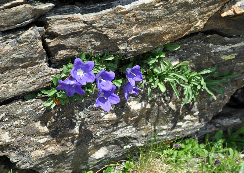 Изображение особи Campanula saxifraga.