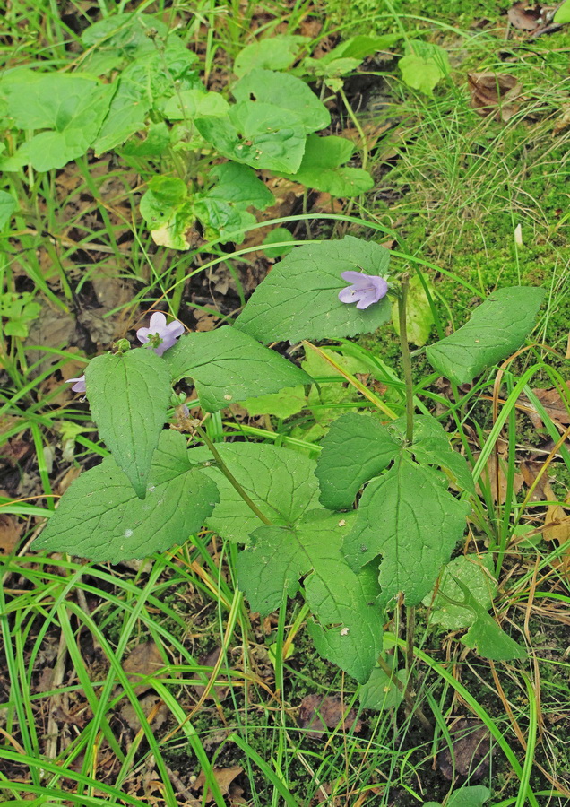 Изображение особи род Campanula.