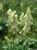 Aconitum lasiostomum