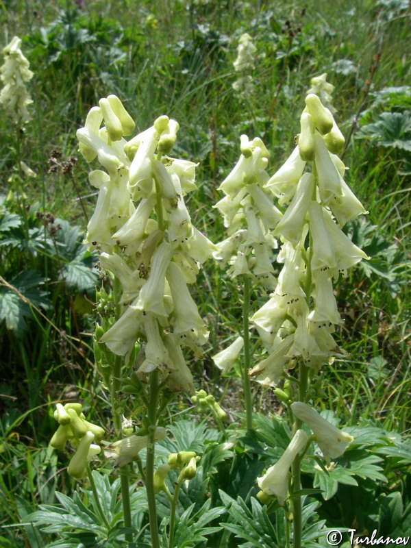 Изображение особи Aconitum lasiostomum.