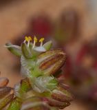 Polycarpon succulentum